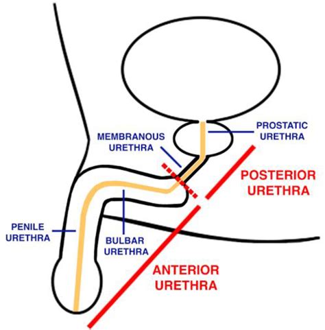 porn urethra|uretra videos .